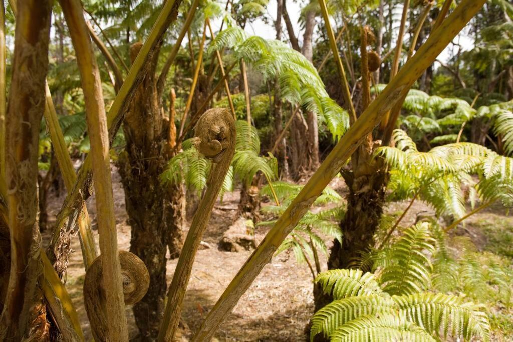 Hau'Oli Place Tiki Cottage In Volcano Bagian luar foto