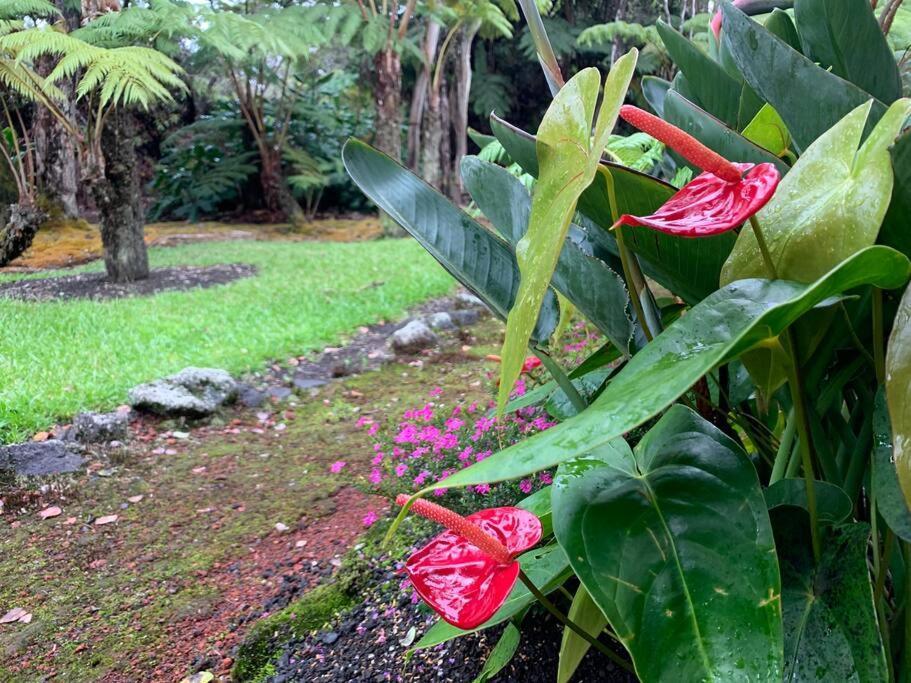 Hau'Oli Place Tiki Cottage In Volcano Bagian luar foto